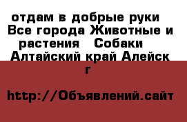 отдам в добрые руки - Все города Животные и растения » Собаки   . Алтайский край,Алейск г.